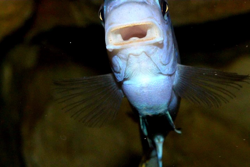 Labeotropheus fuelleborni 'Mbenji Island'